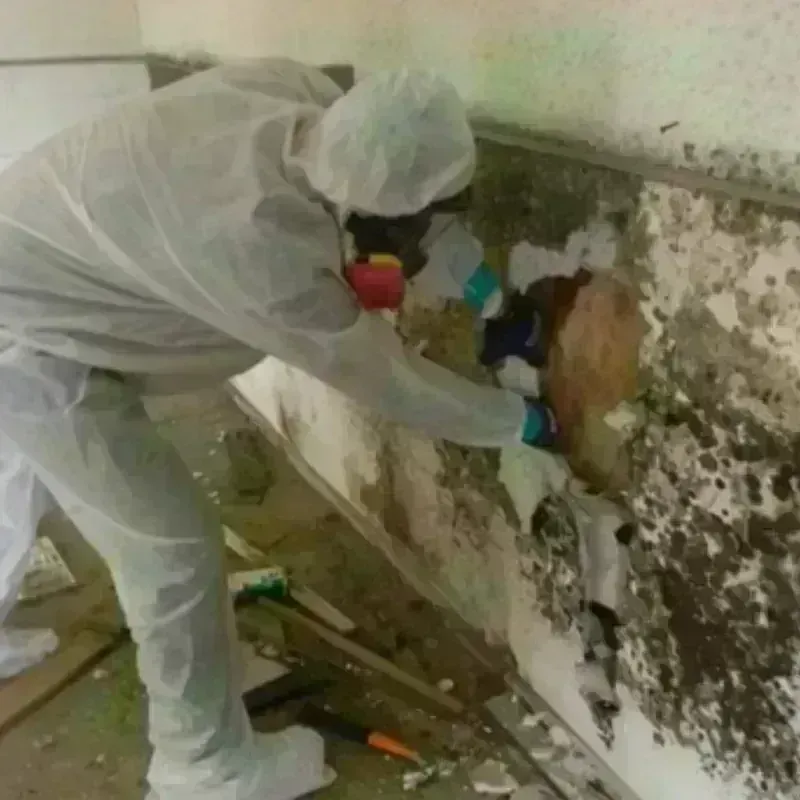 Mold Remediation and Removal in Hicksville, OH